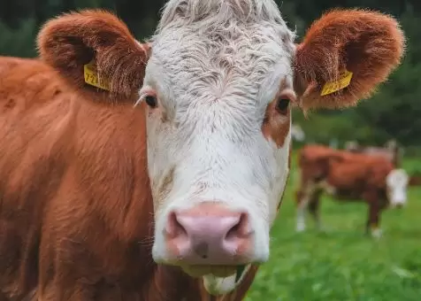 Agricultural Producers